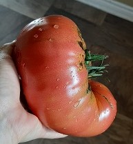 biggist-tomato