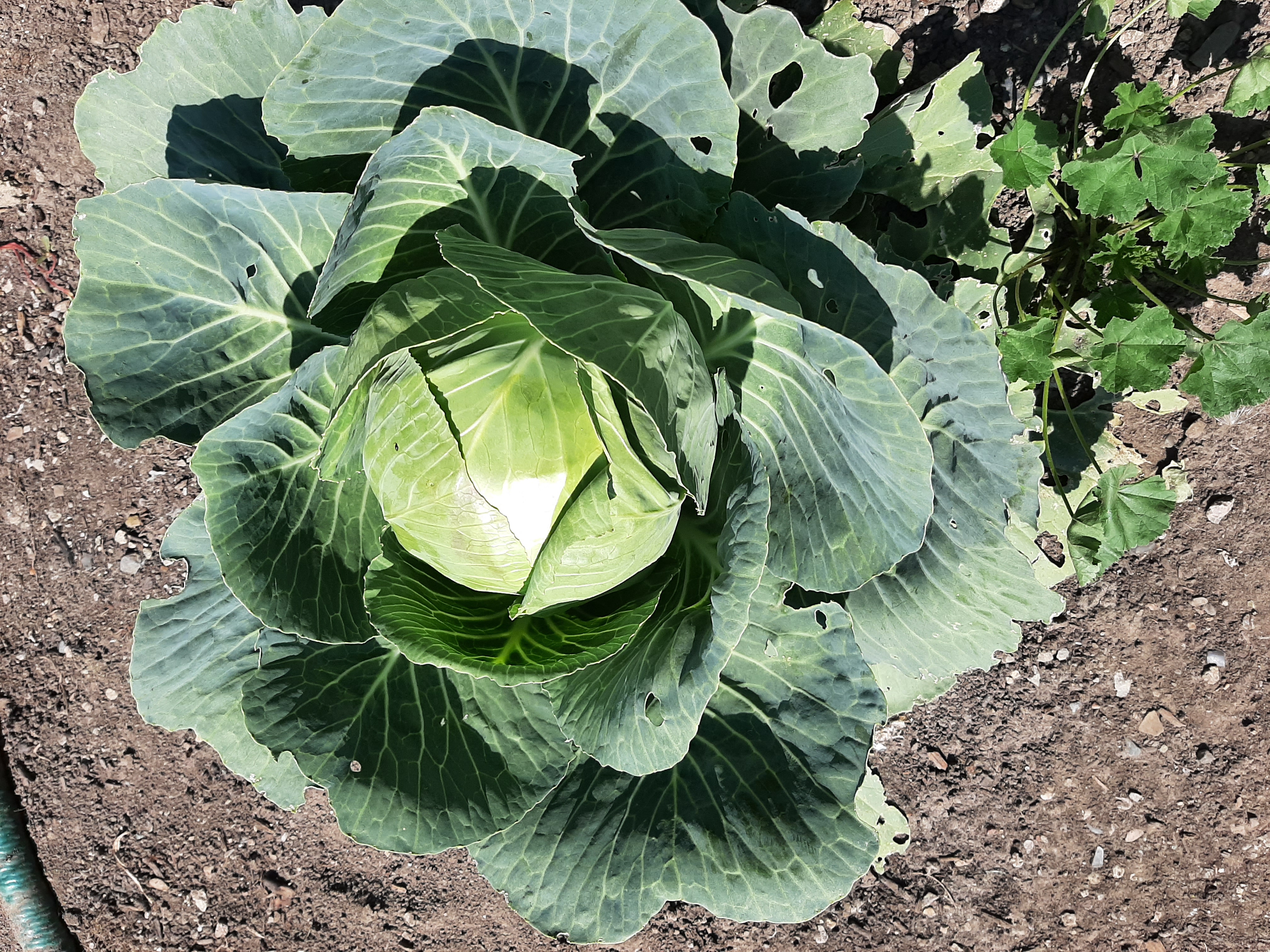 cabbage.jpg