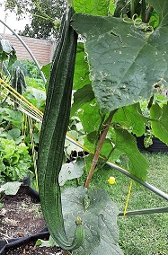 cucumber