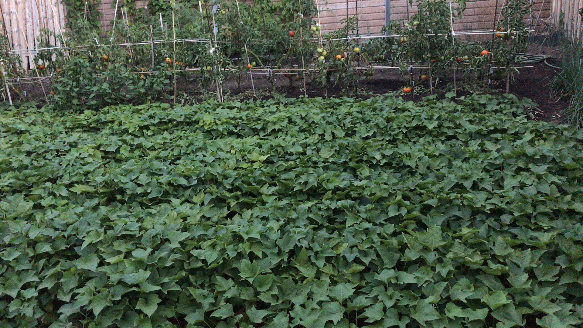 garden