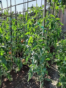 tomato