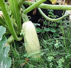 zucchini